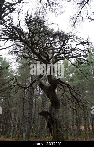 Scots Pine, Pinus Sylvestri, Black Wood of Rannoch, un residuo di un'antica foresta caledoniana, Loch Rannoch Scottish Highlands. Foto Stock
