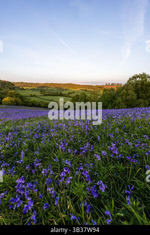 Un campo di campanelli fiorisce nella campagna inglese, creando un tappeto vibrante di colore in primavera. Foto Stock