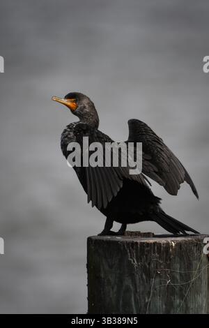 Un cormorano a doppia cresta asciuga le ali al St. Simons Pier, Brunswick, Georgia. Foto Stock