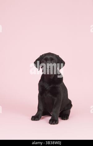 Carino cioccolatino Labrador cucciolo su sfondo rosa Foto Stock