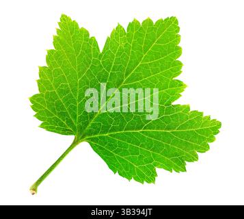 Foglia di ribes rosso o nero isolata su sfondo bianco Foto Stock