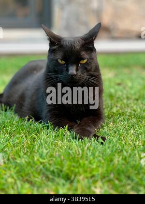 gatto nero che si rilassa sull'erba verde Foto Stock