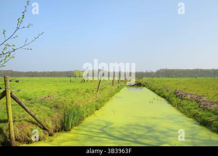 Tipico paesaggio agricolo olandese con prati e fossati Foto Stock