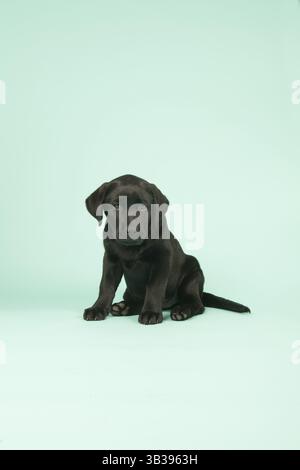 Carino cioccolatino Labrador cucciolo su sfondo verde Foto Stock