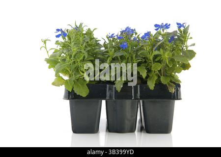 Lobelia blu Sixpack isolato su sfondo bianco Foto Stock