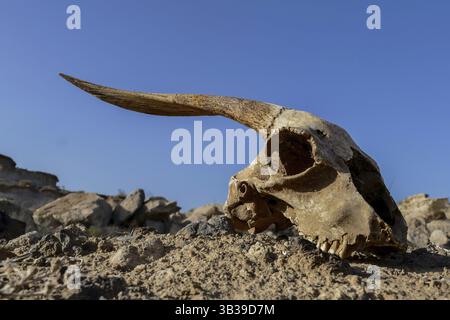 Tessuto cranio di capra secco, sfondo cranio di capra nel deserto Foto Stock