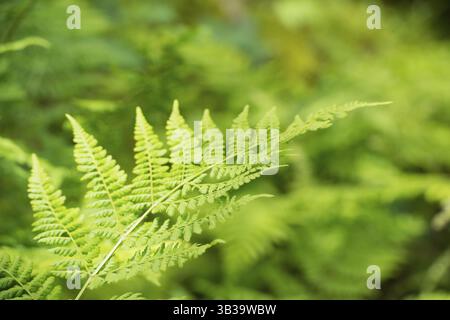 Dettaglio foglia di felce in natura Foto Stock