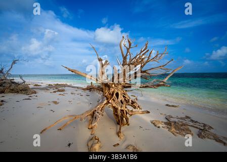Vecchio albero di driftwood su una spiaggia di sabbia bianca con cielo blu e oceano turchese nelle Seychelles, tranquillo scenario costiero tropicale. Foto Stock