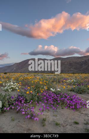 Campo in fiore di Desert Sand Verbena, Primrose serale delle dune e fiori di girasole del deserto, Parco statale del deserto di Anza-Borrego, California Foto Stock