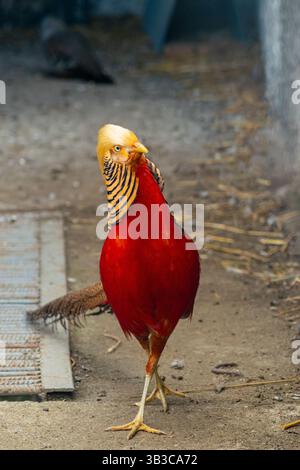 Fagiano dorato in piedi a terra, inclinando la testa con curiosità, mostrando vivaci piume rosse Foto Stock