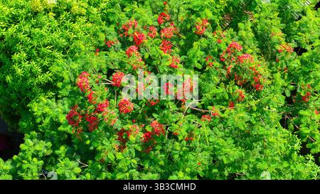 Albero reale di Poinciana in piena fioritura con fiori rossi e bianchi. Foto Stock