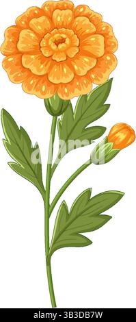 Illustrazione vettoriale dettagliata di un fiore di calendula con foglie verdi lussureggianti e una fioritura in erba Illustrazione Vettoriale