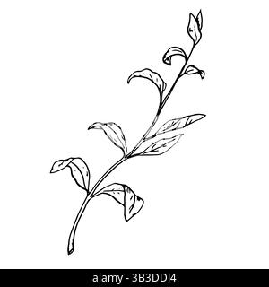 Ramoscello a molla con foglie, schizzo a inchiostro bianco e nero. Illustrazione botanica vettoriale. Un ramo d'albero e l'erba del giardino, isolati su un dorso bianco Illustrazione Vettoriale