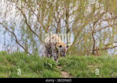 Una iena maculata maschile adulta (Crocuta crocuta) scende lungo una piccola collina su un sentiero battuto Foto Stock