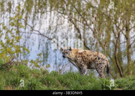 Una iena maculata maschile adulta (Crocuta crocuta) si erge su una piccola collina ai margini della foresta. Alberi e cielo possono essere visti sullo sfondo Foto Stock
