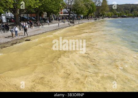 Polline sulla superficie del lago di Ammersee, Baviera, Germania, Europa Foto Stock