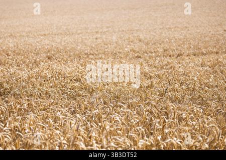 Campo di grano dorato nel tempo di raccolta che si estende fino all’orizzonte, Coxhill, Shepherdswell, dover, Kent, Regno Unito, Europa Foto Stock