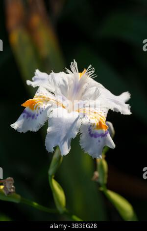 Iris con frange, Iris Japonica Foto Stock