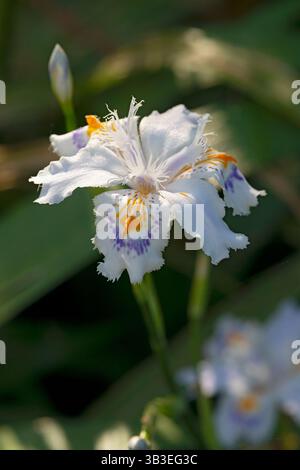 Iris con frange, Iris Japonica Foto Stock