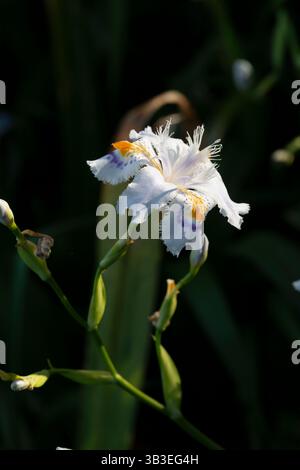 Iris con frange, Iris Japonica Foto Stock