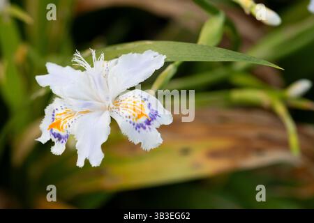Iris con frange, Iris Japonica Foto Stock