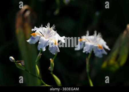 Iris con frange, Iris Japonica Foto Stock