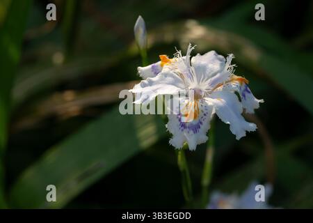 Iris con frange, Iris Japonica Foto Stock