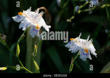 Iris con frange, Iris Japonica Foto Stock