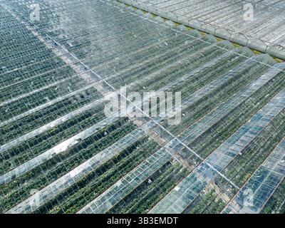 Vista dall'alto di grandi serre con file di piante visibili all'interno, utilizzate per la produzione agricola controllata, circondate dal verde di un'azienda agricola Foto Stock