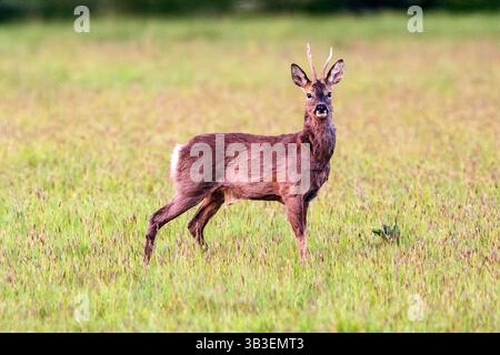 Roe Deer maschio o Roebuck, Medstead, Hampshire, Inghilterra, Regno Unito. Foto Stock