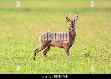 Roe Deer maschio o Roebuck, Medstead, Hampshire, Inghilterra, Regno Unito. Foto Stock