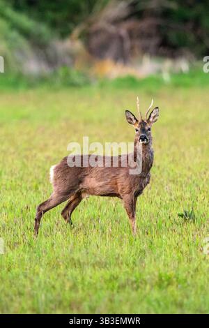 Roe Deer maschio o Roebuck, Medstead, Hampshire, Inghilterra, Regno Unito. Foto Stock