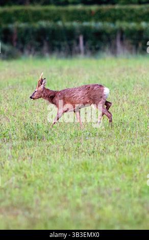 Roe Deer maschio o Roebuck, Medstead, Hampshire, Inghilterra, Regno Unito. Foto Stock
