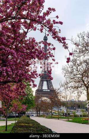 Parigi, Francia, 04.04.2025 splendidi ciliegi giapponesi in fiore con sullo sfondo la Torre Eiffel Foto Stock