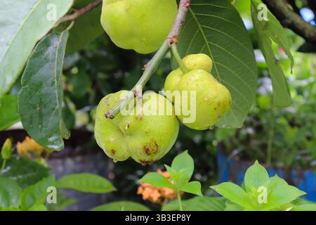 Foto ravvicinata con un gruppo di frutti verdi acerrimi con foglie che pendono da un ramo d'albero, mostrando le sue caratteristiche botaniche e il suo contorno naturale Foto Stock