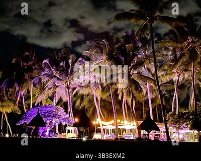 Alte palme illuminate di sera viola sulla spiaggia durante Foto Stock