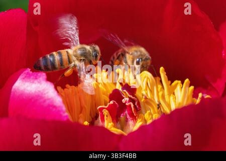 Due api mellifere che raccolgono polline e nettare dagli stami gialli luminosi di un vivace fiore di peonia del giardino rosso - Paeonia officinalis Foto Stock