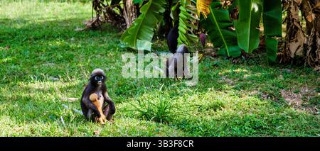 A Railay Beach a Krabi, Thailandia, le scimmie Popa langur giocano gioiosamente tra il lussureggiante fogliame tropicale. Le loro giocose buffe creano un'atmosfera deliziosa piena della vibrante bellezza della natura. Foto Stock