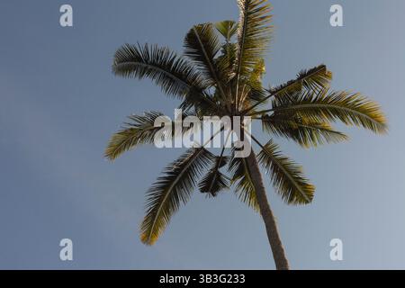 Alte palme si stagliano contro il cielo blu, evocando un'atmosfera tropicale e serena. Un classico simbolo di clima caldo e vacanza desti Foto Stock