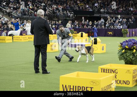 12 febbraio 2018 - New York, New York, Stati Uniti - 12 febbraio 2018 - New York, New York Stati Uniti - TOKI, un Foxhound inglese gareggia nel Hound Group al 142 ° Westminster Kennel Club Dog Show. (Immagine di credito (c) Theano Nikitas/ZUMA Wire/ZUMAPRESS.com) (immagine di credito: © Theano Nikitas via ZUMA Wire) Foto Stock