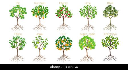 Set di alberi da frutto con radici su sfondo bianco. Illustrazione Vettoriale