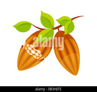 Fagioli di cacao che crescono sul ramo d'albero con foglie Illustrazione Vettoriale