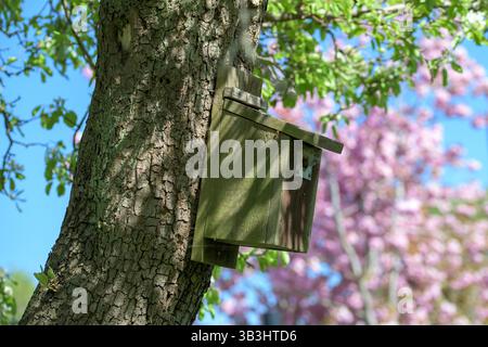 Scatola di legno per uccelli attaccata a un tronco di albero in un giardino primaverile, con foglie verdi fresche e fiori rosa sullo sfondo, habitat naturale e campagna Foto Stock