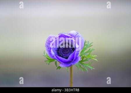 Primo piano di un singolo fiore di anemone viola (Anemone coronaria) in piena fioritura, isolato su un morbido sfondo neutro: Il fiore del giardino primaverile Foto Stock
