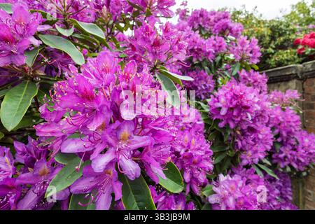 Grandi gruppi di fiori di rododendro viola in piena fioritura in primavera. Foto Stock