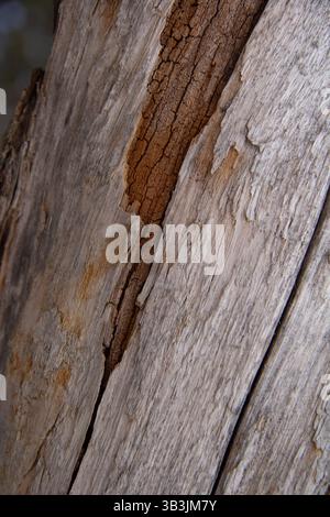 Un'immagine di sfondo che mostra la venatura di legno di un vecchio tronco di albero Foto Stock