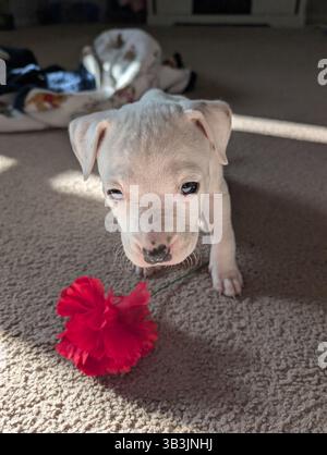 Pit Puppy che gioca Foto Stock