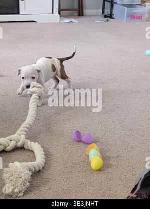 Pit Puppy che gioca Foto Stock