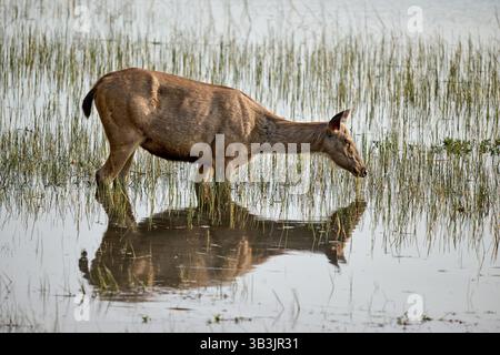 Il cervo sambar (Rusa unicolor) si nutre in un lago, la riserva delle tigri di Tadoba-Andhari, India, Asia Foto Stock