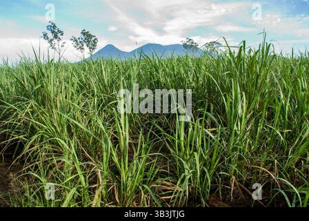 El Salvador. Paesaggio agricolo della zona centrale. Colture di canna da zucchero. Vulcani di Izalco, Cerro Verde e Llamatepec o Santa Ana. Foto Stock